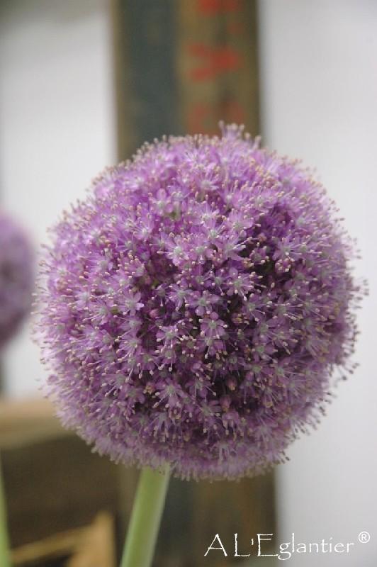 Allium Giganteum