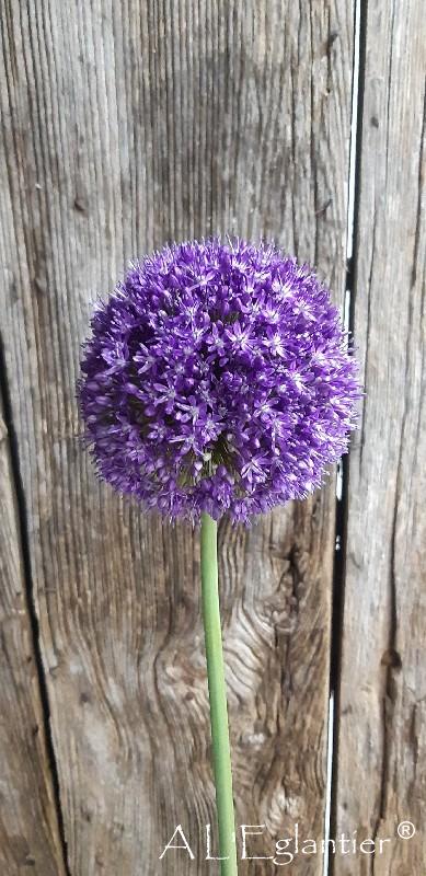 Allium Ambassador