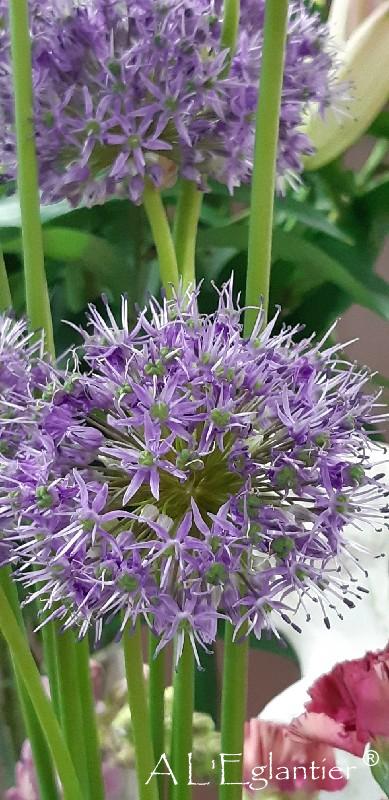 Allium Gladiator