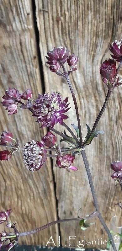 Astrantia Star Of Love