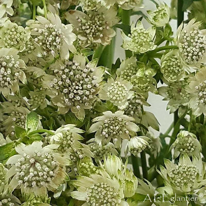 Astrantia Million Stars