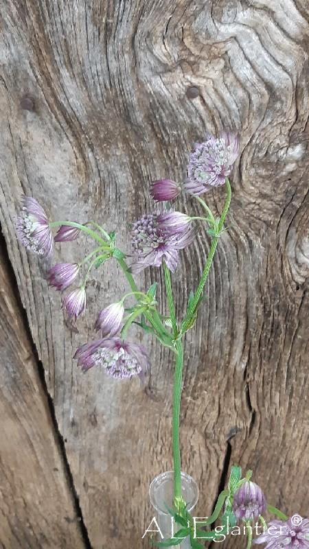 Astrantia Star Of Africa