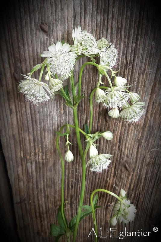 astrantia Shoggy
