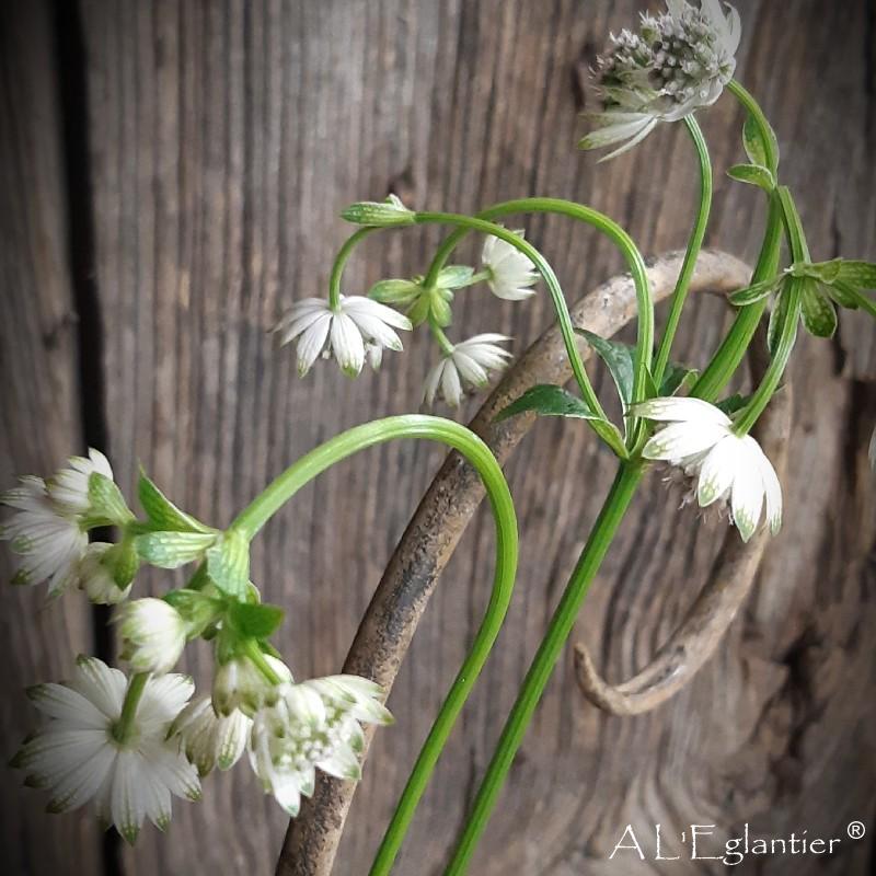 Astrantia billion star