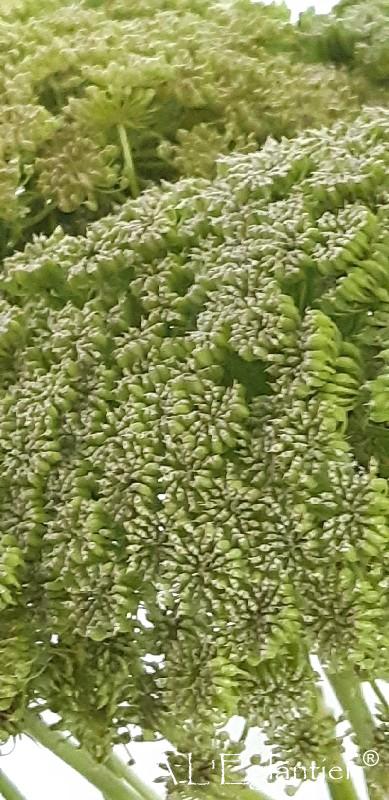 Ammi Vis Vert Mist