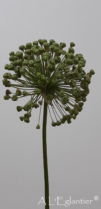 Allium Flruits