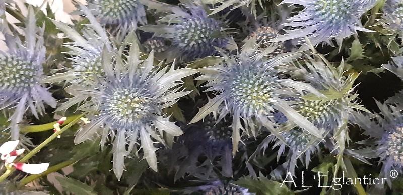 Chardon Apus Questar