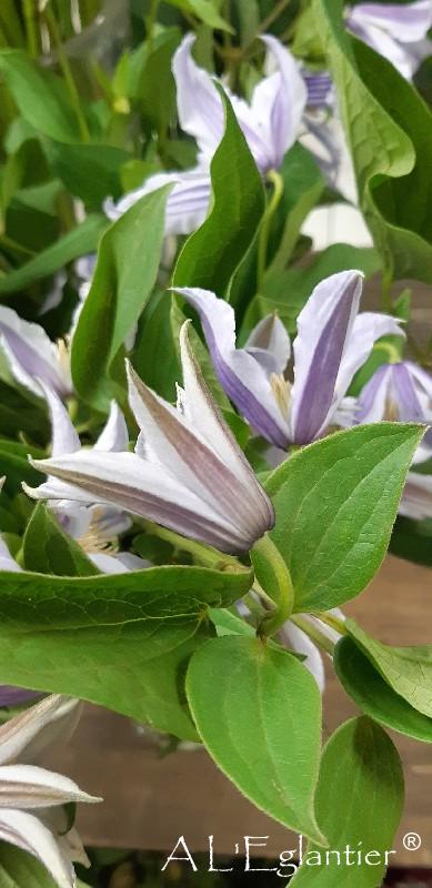 Clematite Star River