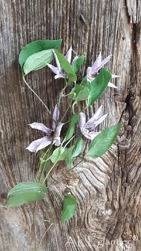 Clematite Amazing Miami