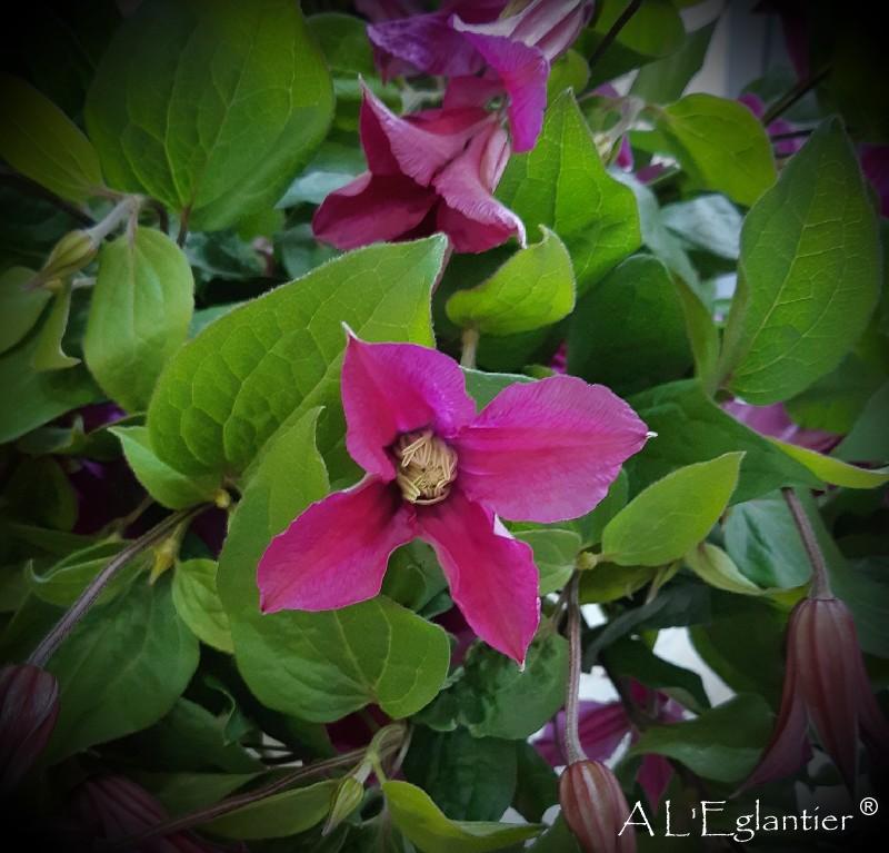 Clematite amazing Kyiv