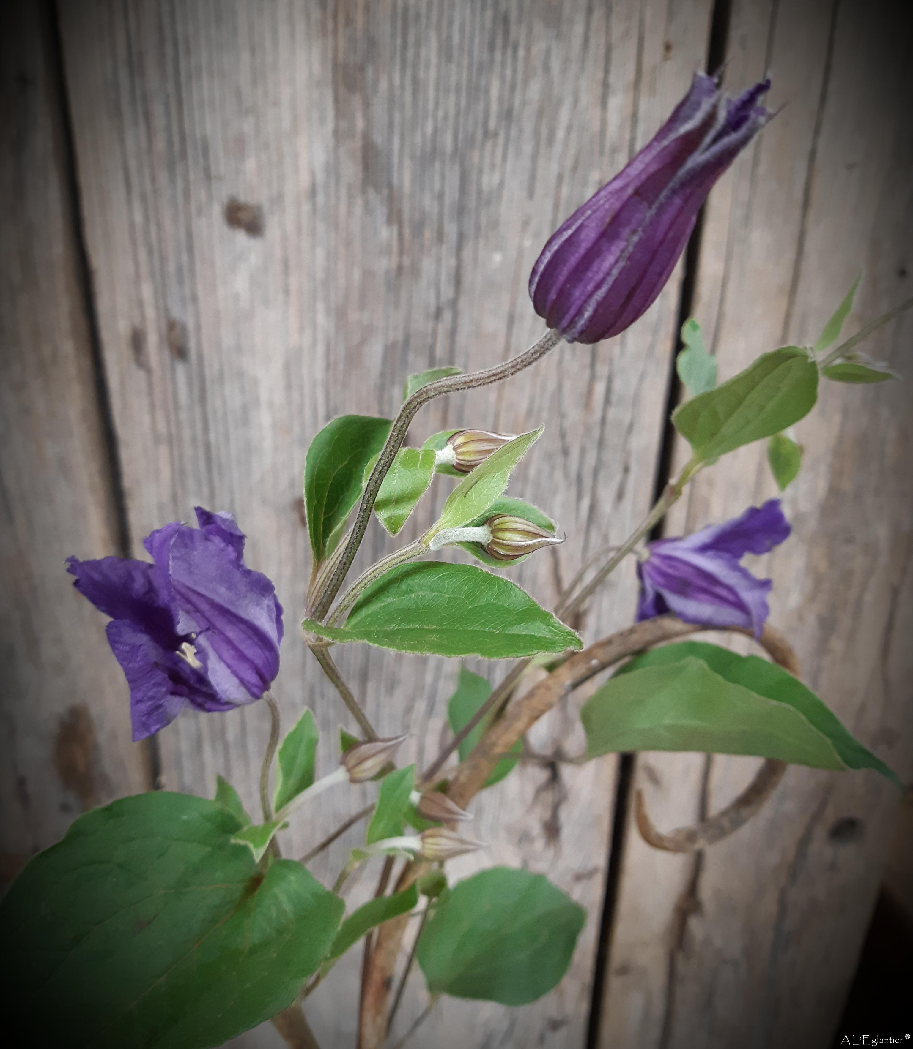 clematite amazing sydney