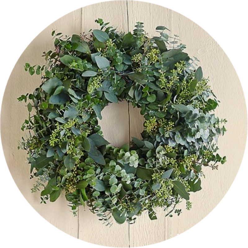 Principe_de_couronne_et_eucalyptus