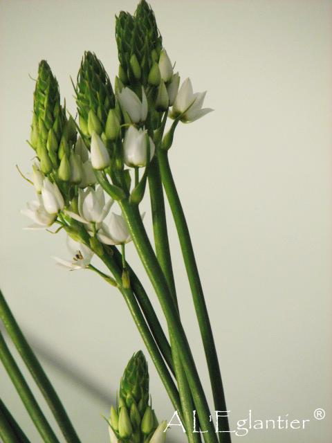 Ornithogalum Mont Fugi
