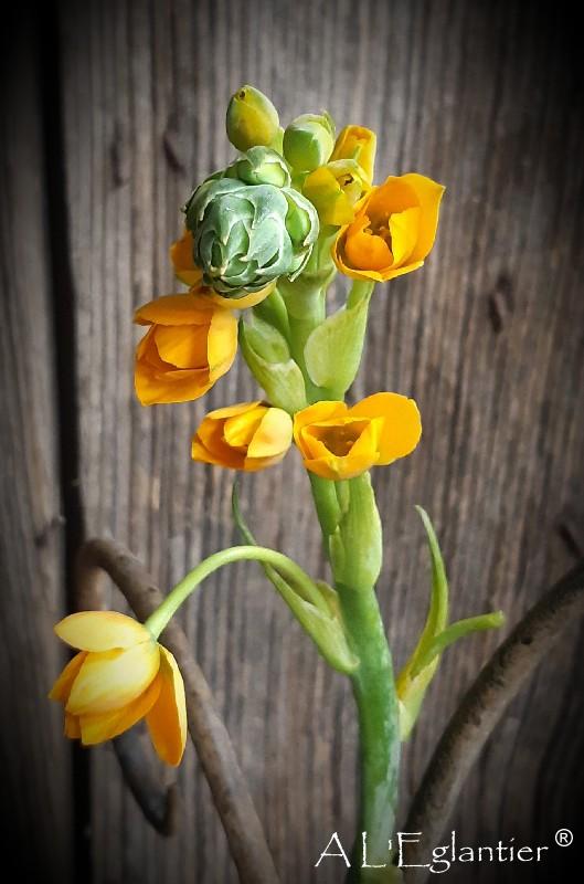 Ornithogalum orange sp