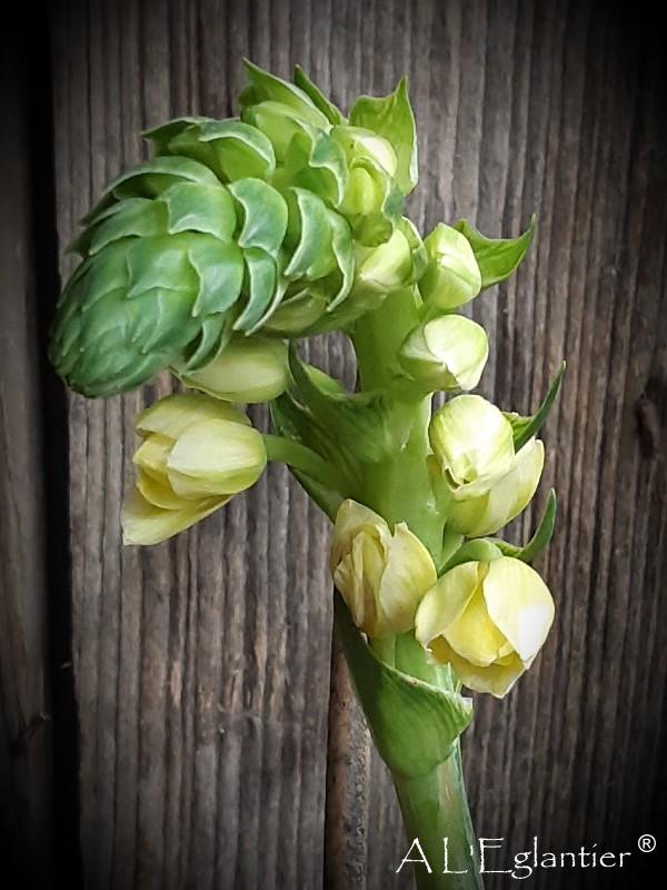 ornithogalum Thy White star