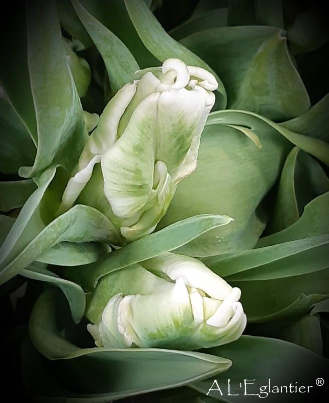 tulipe perruche super Parrot