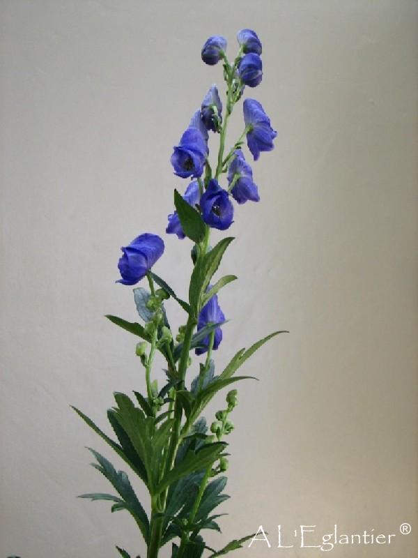 Aconitum Na Pyramidale