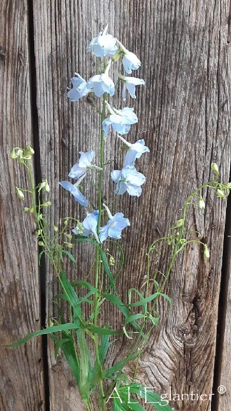 Delphinium Volkerfriede Ballkleid