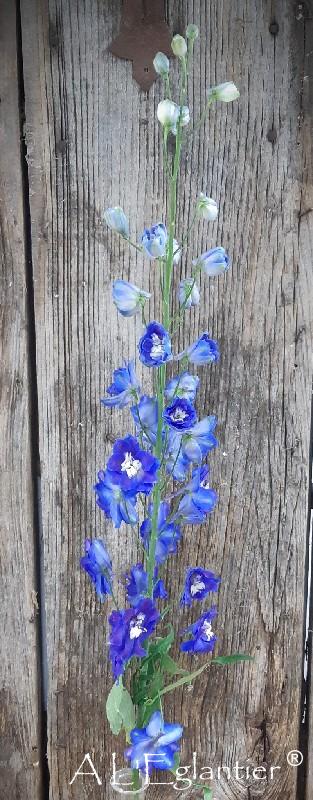 Delphinium Blue Star
