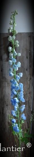 Delphinium El Cent Skyblue