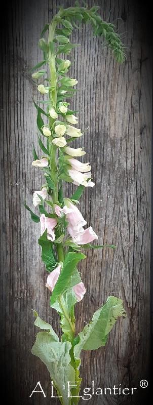 Digitalis Purpurea