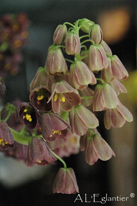 Fritillaire Persica