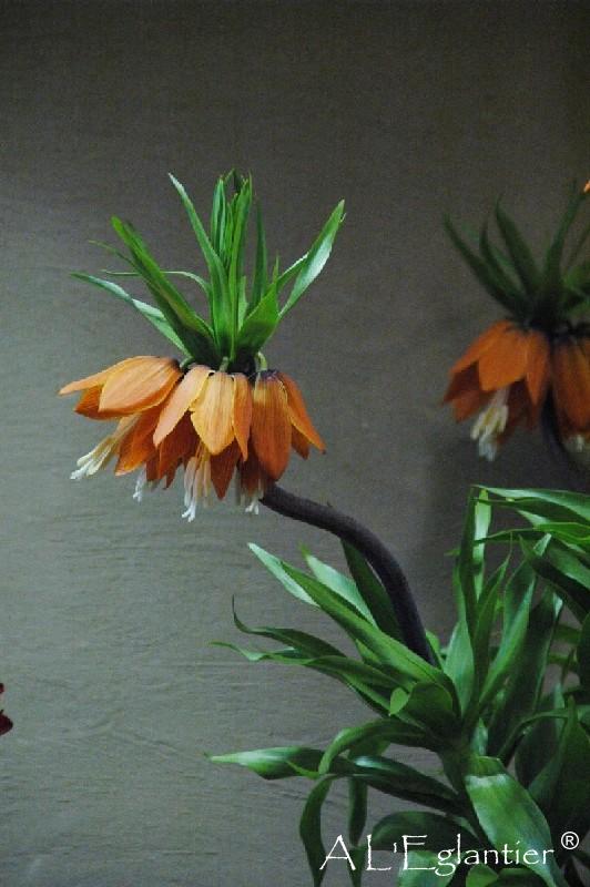 Fritillaire Impatiens Orange Sweet