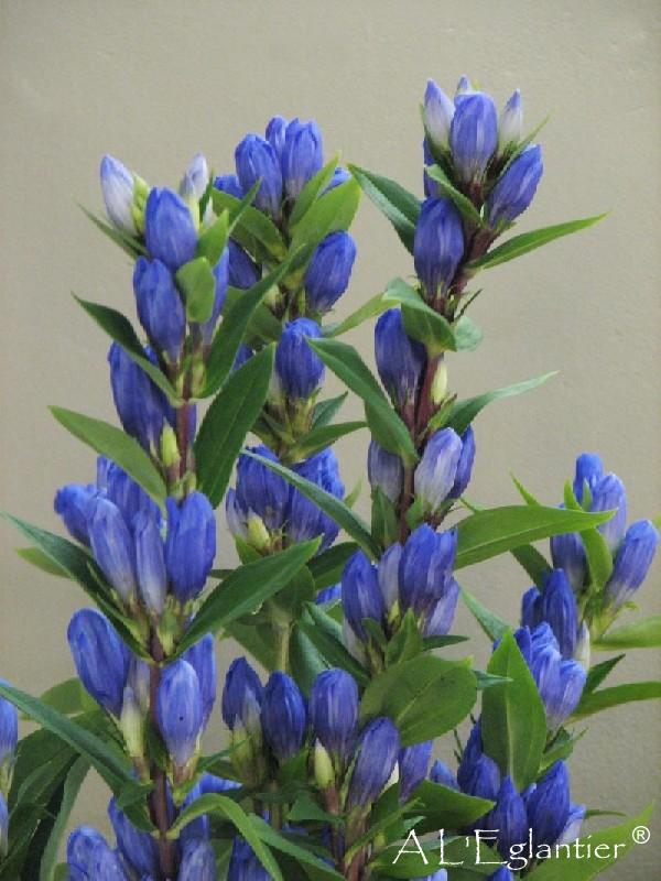 Gentiana Dark Blue Sky