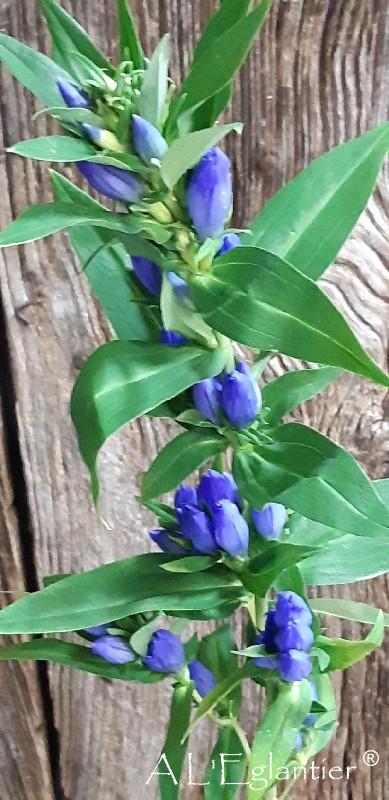 Gentiana Blue Sky