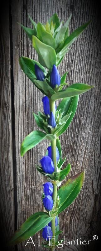 Gentiana Just Blue