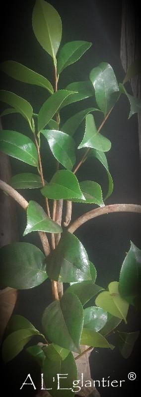Camelia naturel branche