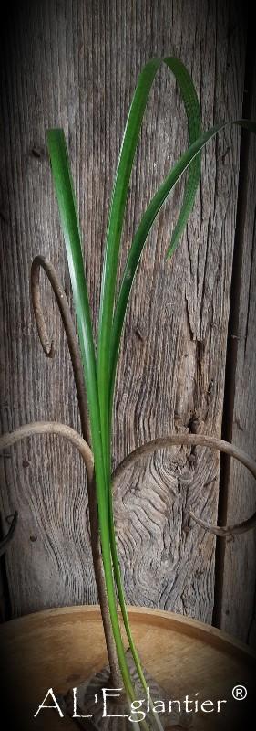 lily grass sup