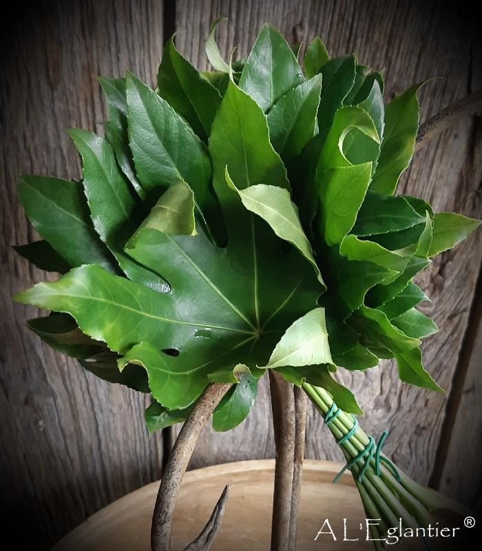 Aralia SP