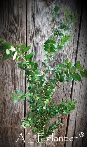 Buxus tige