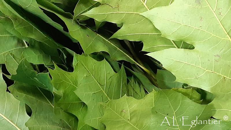 Chene Feuille vert
