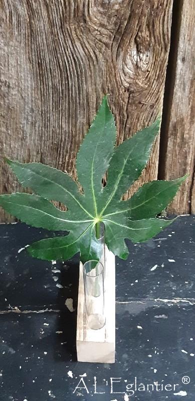 Aralia