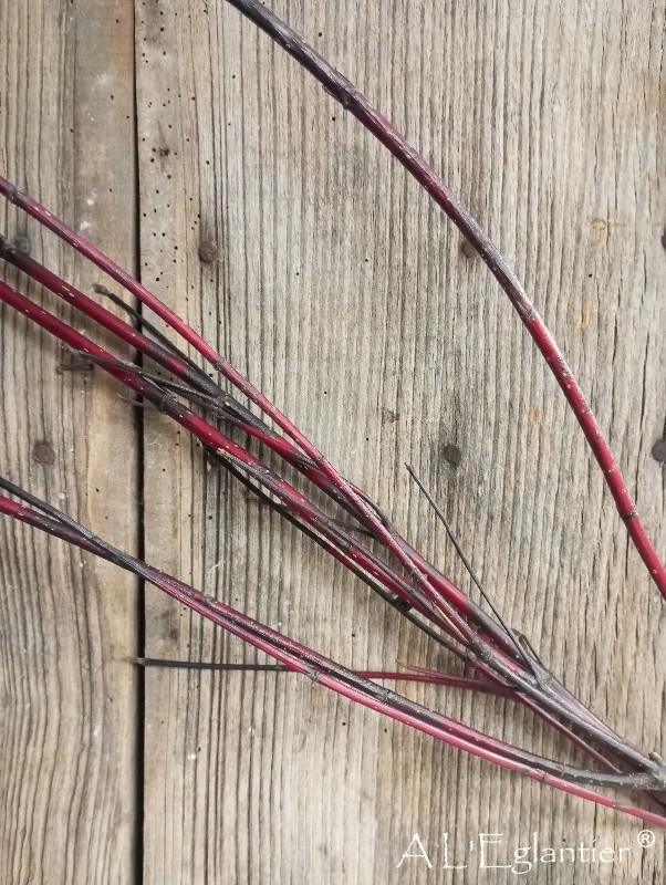 Cornus rouge