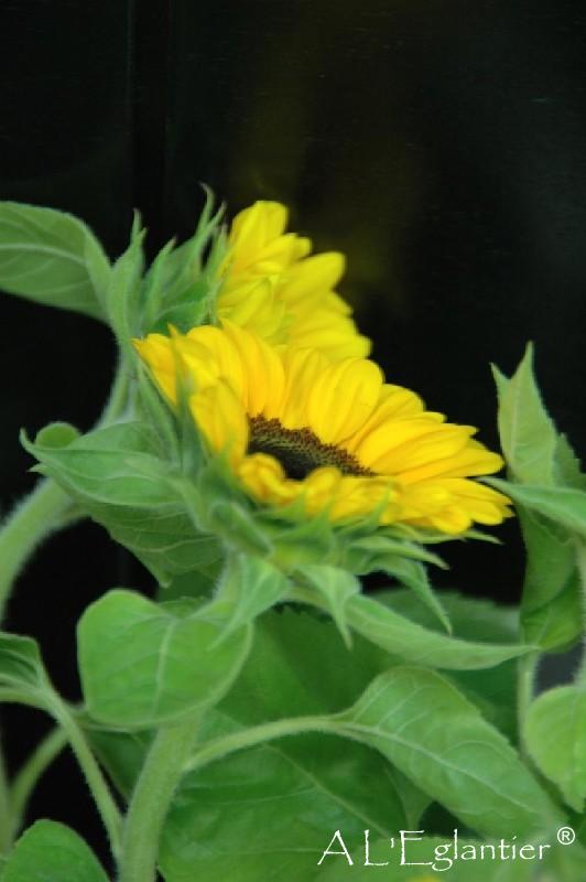 Tournesol coeur noir