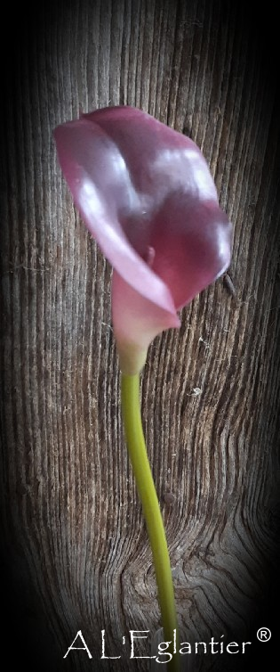 CALLA SM. 49 cm. Violet