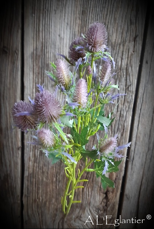 BRANCHE ERYNGIUM x 10. 68 cm. Violette mauve