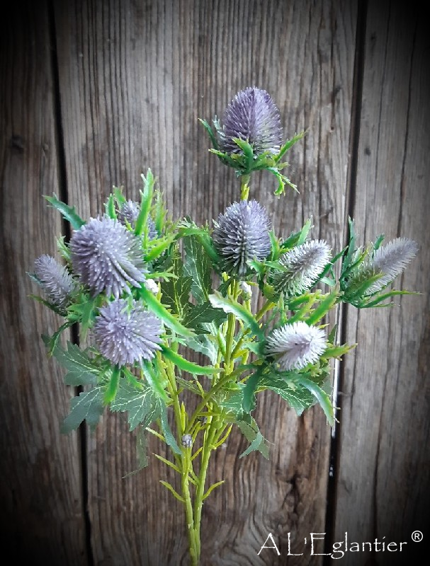 BRANCHE ERYNGIUM x 10. 68 cm. Violette