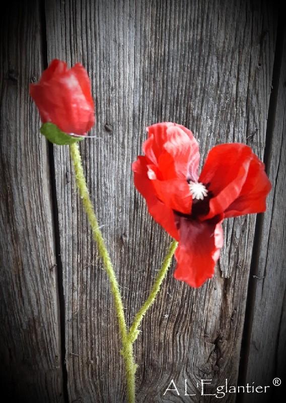 POPPY x 2. 62 cm. Rouge.