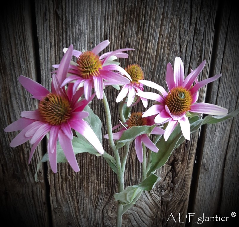 ECHINACEA par 5 fleurs. 52 cm. Rose.