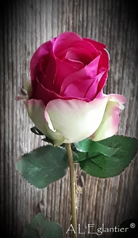 ROSE. 67 cm. Cérise