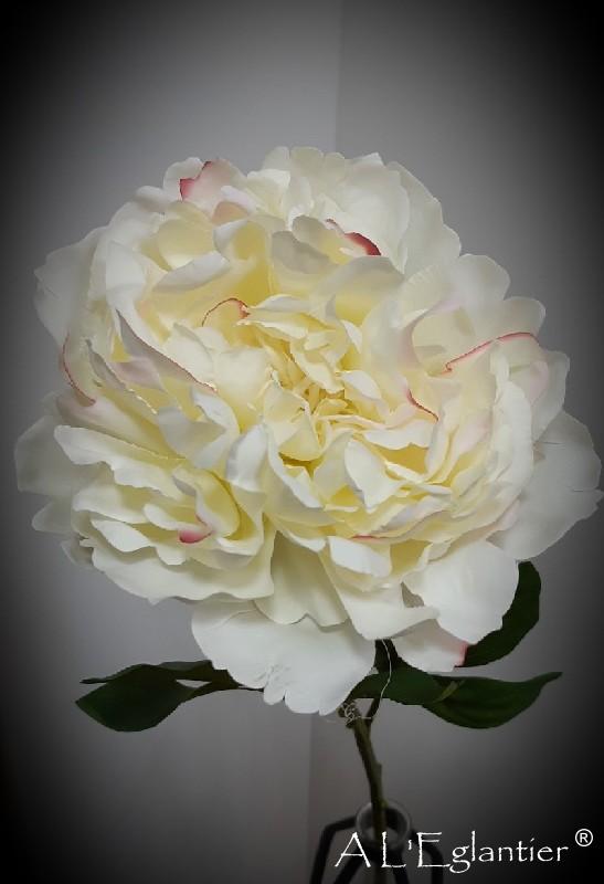 PIVOINE. 77 cm. Blanche.