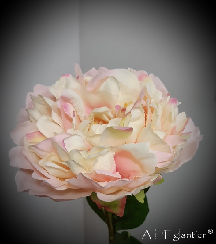 PIVOINE. 77 cm. Rose Claire