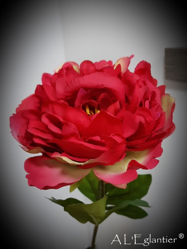 PIVOINE. 77 cm. Cerise