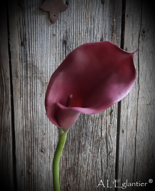 CALLA GR. 77 cm. Violet