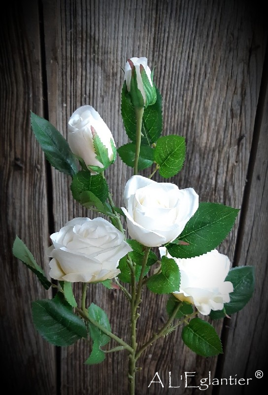 ROSE x 3 -2 Bou. 67 cm. Crème.