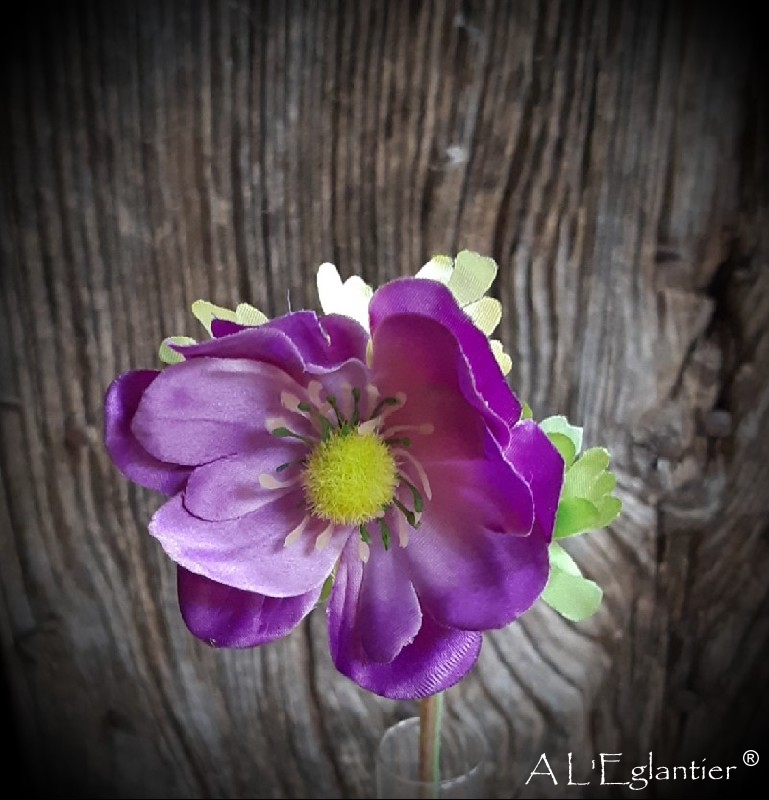 ANÉMONE. 33 cm. Violette